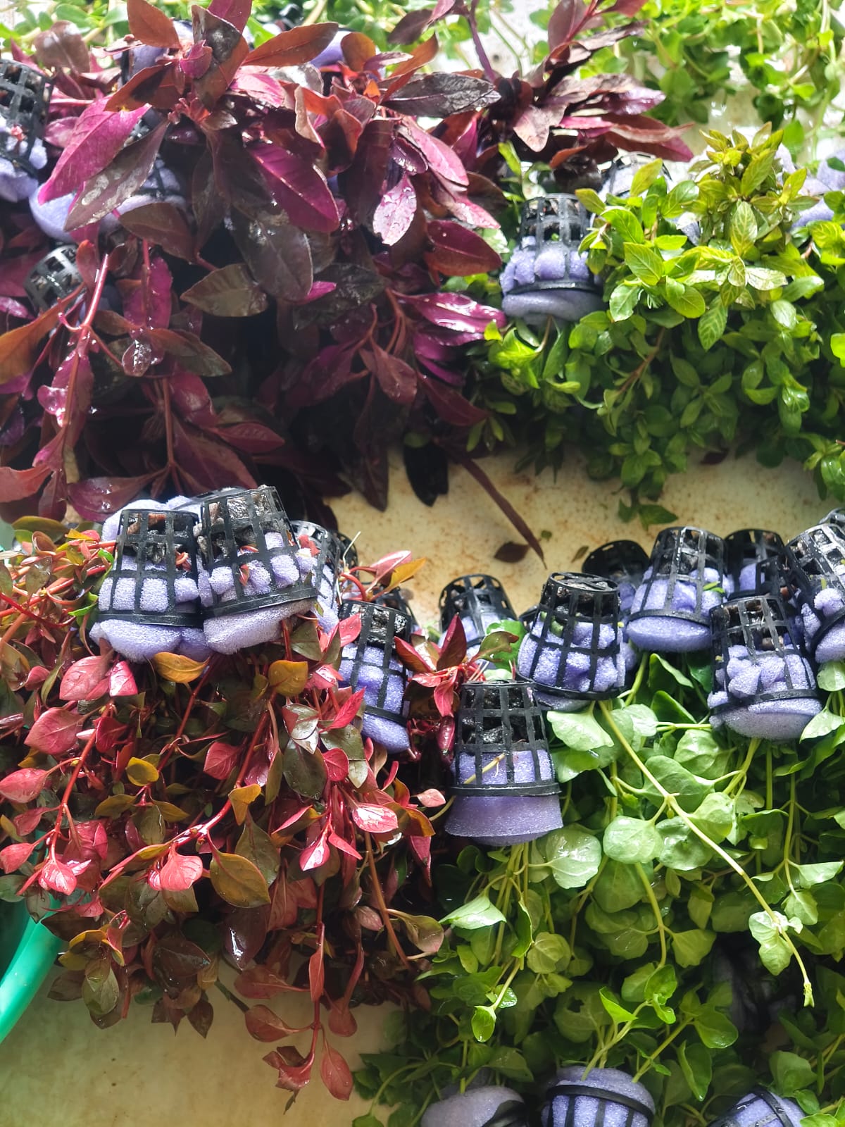 whatsapp image 2026 04 01 at 9.50.59 am