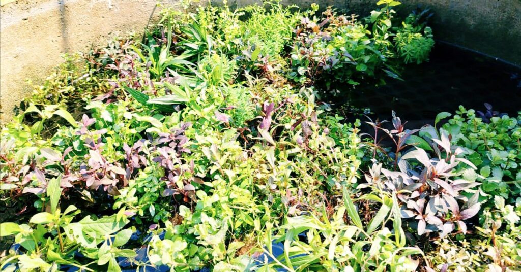 whatsapp image 2026 04 01 at 9.52.40 am (1)