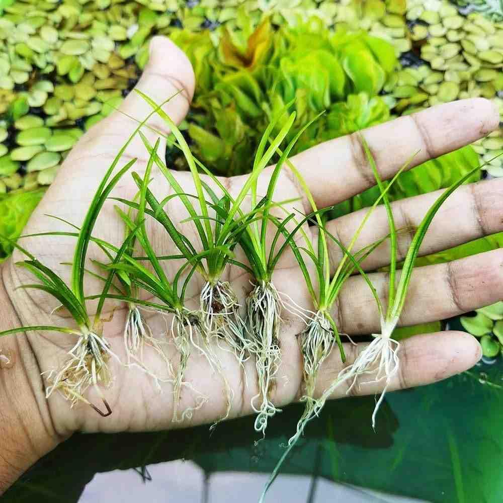 sagittaria subulata