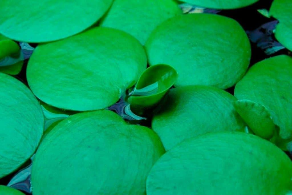 limnobium laevigatum (frogbit)