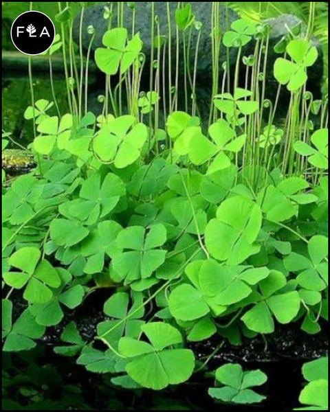 marsilea sp dwarf