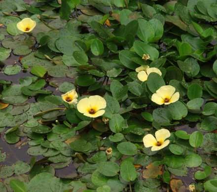 hydrocleys nymphoides