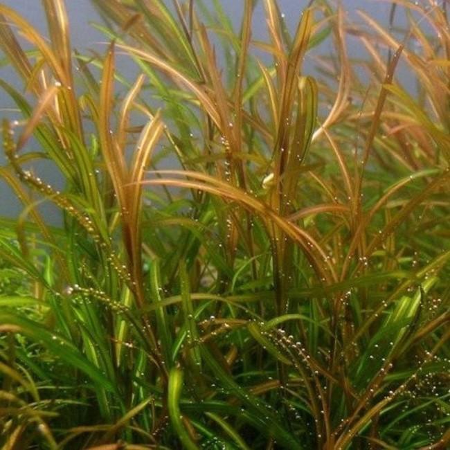 potamogeton gayi