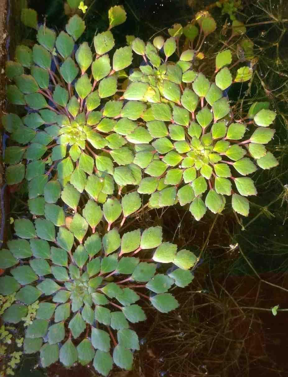 water mosaic