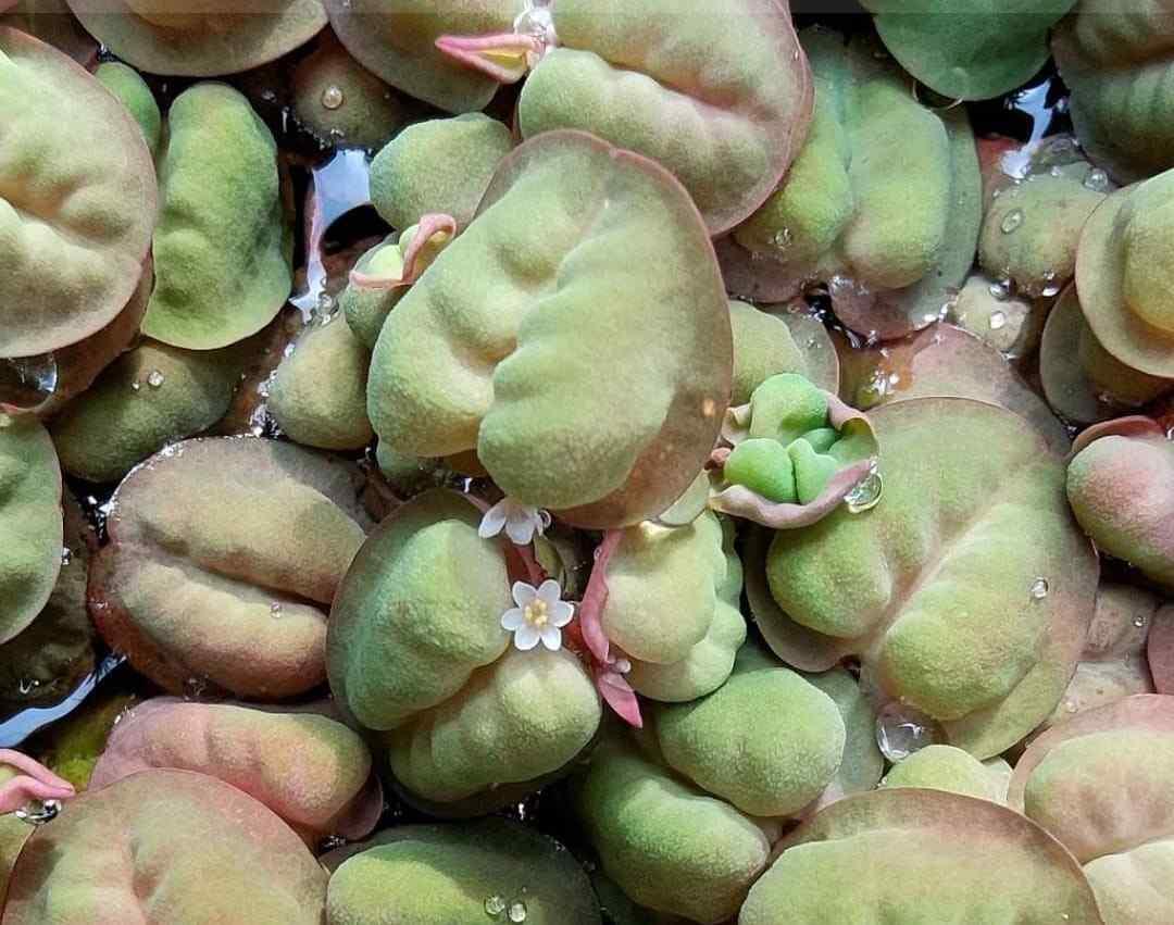 phyllanthus fluitans red floating plant