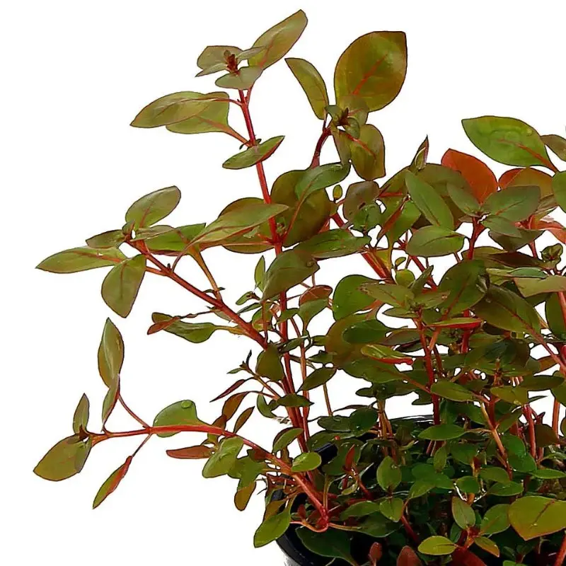 ludwigia palustris hi red
