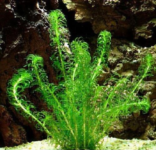 lagarosiphon major